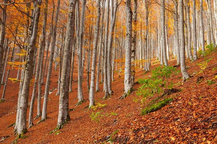 Quali sono i migliori percorsi per ammirare il foliage nel Bosco del Cansiglio