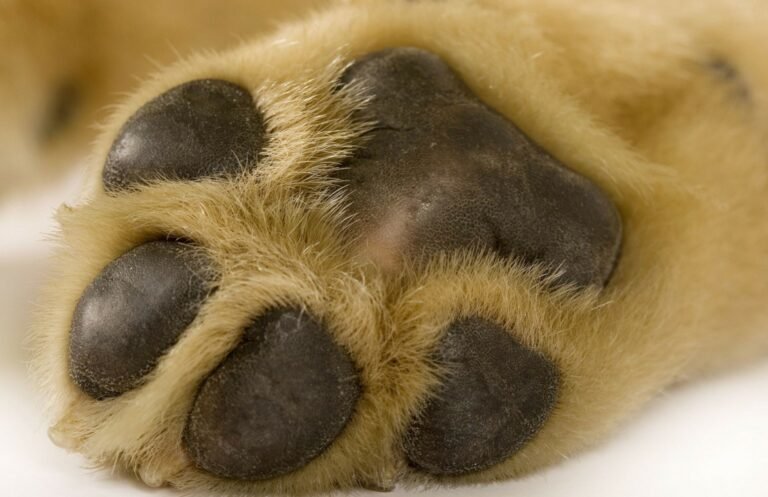 Che cosa rappresenta l'azienda del cane a sei zampe nel settore automobilistico 16 cane zampe