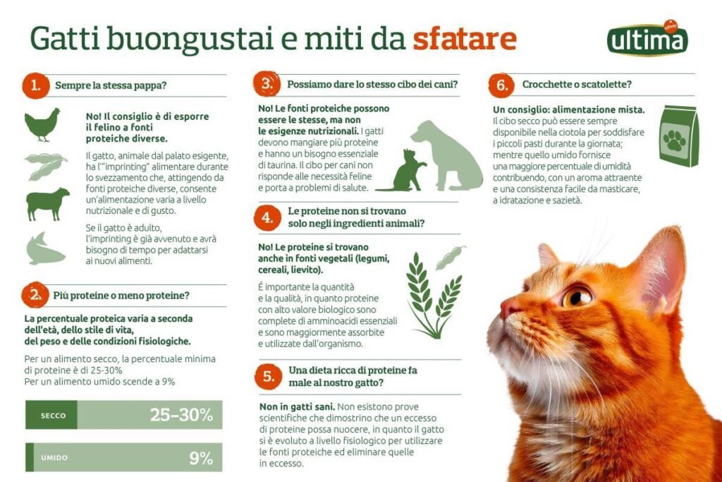 Cosa fare se hai investito un gatto: guida alle prime azioni da intraprendere