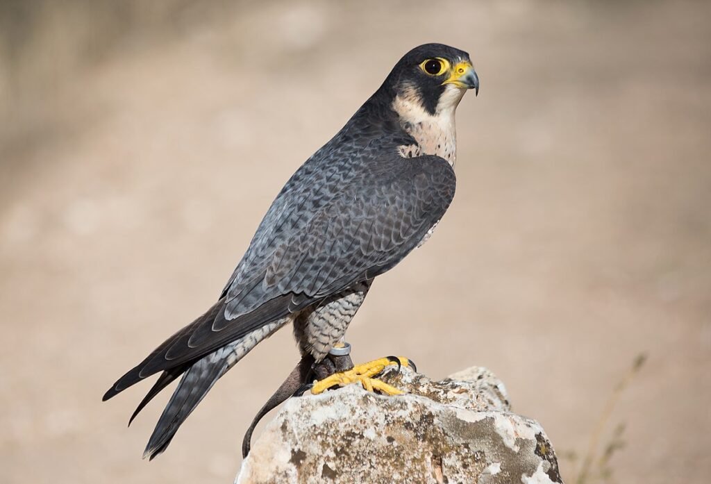 Che velocità può raggiungere un falco pellegrino in picchiata