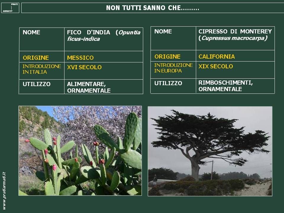 Come si può rendere più fitto il bosco per migliorare la biodiversità