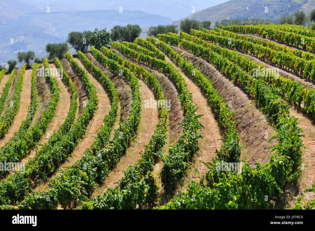 Cosa rende unica la terrazza sui vigneti per un’esperienza indimenticabile