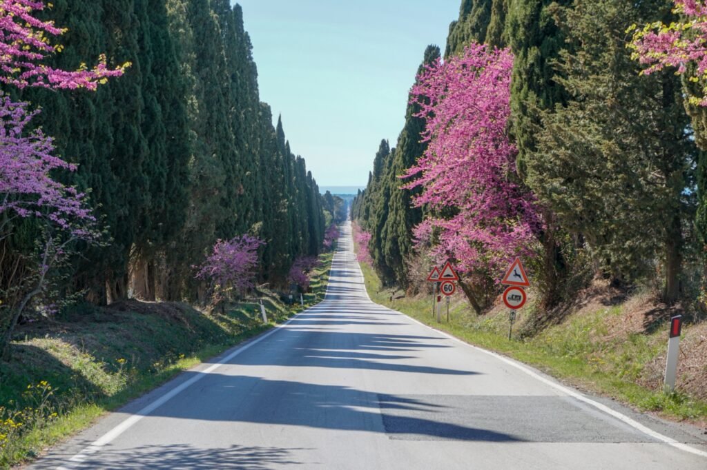 Quali sono le Meraviglie del Viale dei Cipressi in Val d’Orcia